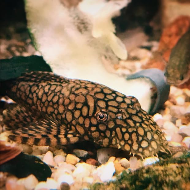 Aquaticheavens Honeycomb Bristlenose Pleco 2inches Aquarium Exotic Freshwater Live Fish