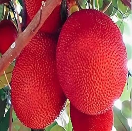 Image of G- All-Time 12 Months Hybrid (GRAFTED) Live Fruit Plant Original & Authentic Organic Tree for Outdoor Fast-Growing Fruit Plant Home Gardens Sweet Healthy Plant Pack Of-1 (Red Jackfruit Plant, Medium)