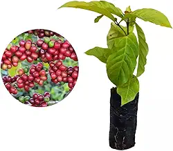 Muda de Café Conilon (Coffea canephora) Altura de 20 a 40cm – planta frutífera altamente produtiva, ideal para vasos ou solo, cultivo doméstico e comercial, resistente ao calor e pragas