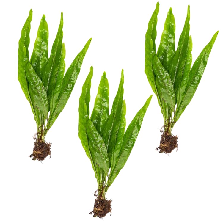 3 X Java Fern | Microsorum Pteropus + 1 Bonus Plant (Tropical Live Aquarium Plants) 2-Day Arrival