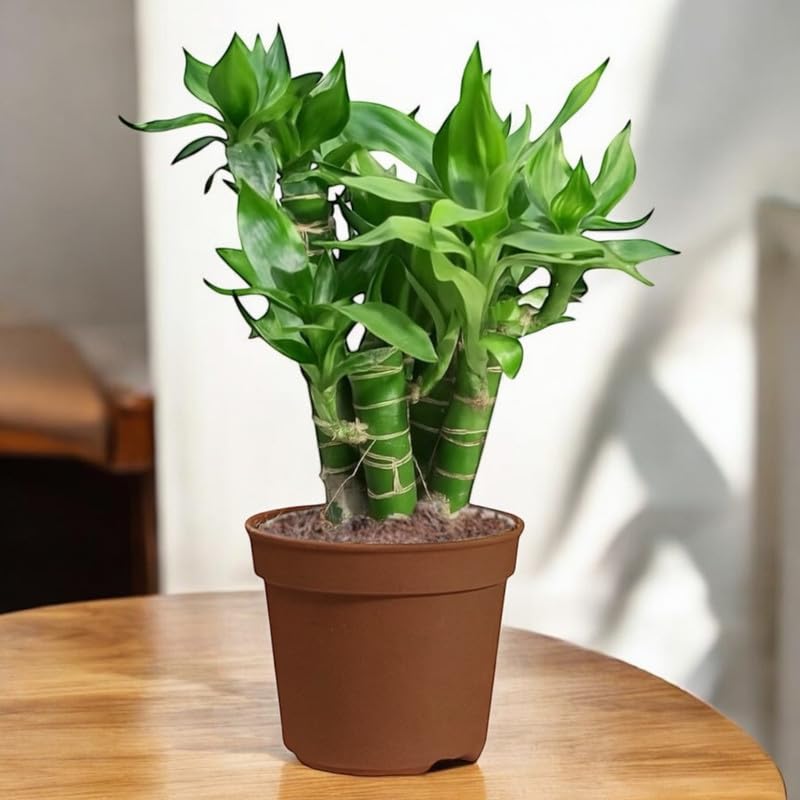 Amulya FARMS Lucky Bamboo Lotus Bonsai Plant (5 Stalks) – Lucky Bamboo Feng Shui Good Luck Plant in Brown Pot | Indoor Live Plants for Home Decor, Living Room, Office, Kitchen, Balcony-image-18
