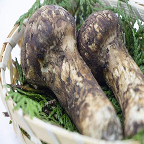 y/Ji_/gRYz@܂@200g