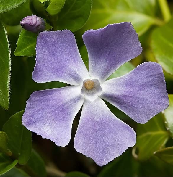 6x Grande pervenche – Vinca major – Godet 9x9 cm | Vivace persistante, fleurs bleues, idéale sous-bois