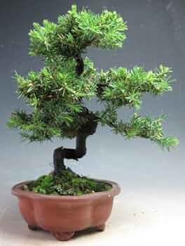 Amazon.co.jp: 盆栽 八房杜松/トショウ【現品】(3409) : DIY・工具 Amazon.co.jp: 盆栽 八房杜松/トショウ【現品】(3409) : DIY・工具