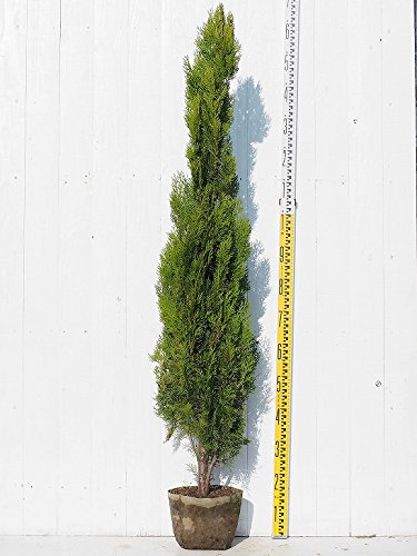 Amazon | コニファー 苗 【スカイロケット （直立性）】 約1.3m 地中