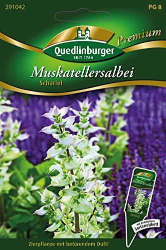 Preisvergleich Produktbild Muskateller Salbei Scharlei von Quedlinburger Saatgut [MHD 01 / 2019]