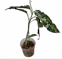 アグラオネマ ピクタム　Aglaonema pictum Aglaonema pictum tricolor アグラオネマ ピクタム トリカラー