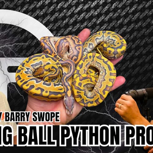 How To Work A Leading Ball Python Project In 2025 | Trap Talk With MJ Live Podcast Por  arte de portada
