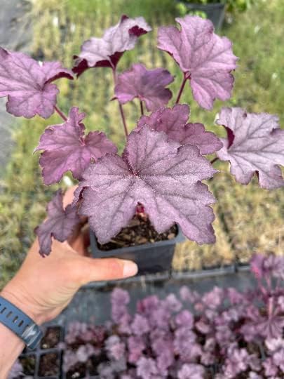 Amethyst Myst Heuchera/Coral Bells in 4 Inch Pot-Great for Spring Planting! (3)