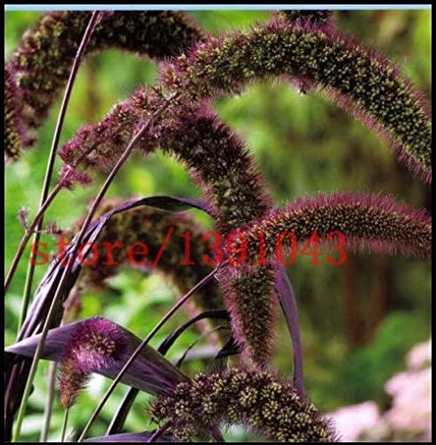 ScoutSeed 100 MILLA DE JOYAS ROJAS Setaria Ltalica Semillas de flores ornamentales de hierba EnvÃu00ado gratis