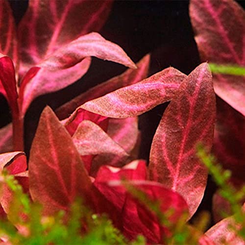 AquaOne Aquarium Pflanzen I 5X Wasserpflanzen I Vordergrund Aquarienpflanzen I Alternanthera Lilaeopsis Eleocharis Micranthemum Bucephalandra I Set mit 5 Vordergrundpflanzen - Image 6