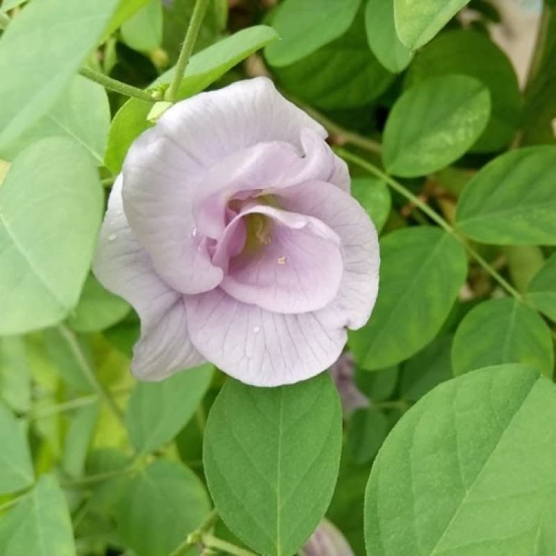 Cloud Farm Pink Aparajita Double Flowering/Butterfly Pea Flower Plant - 1 Live Plant CF35 (B0BC4SMJ32) Amazon Price History, Amazon Price Tracker
