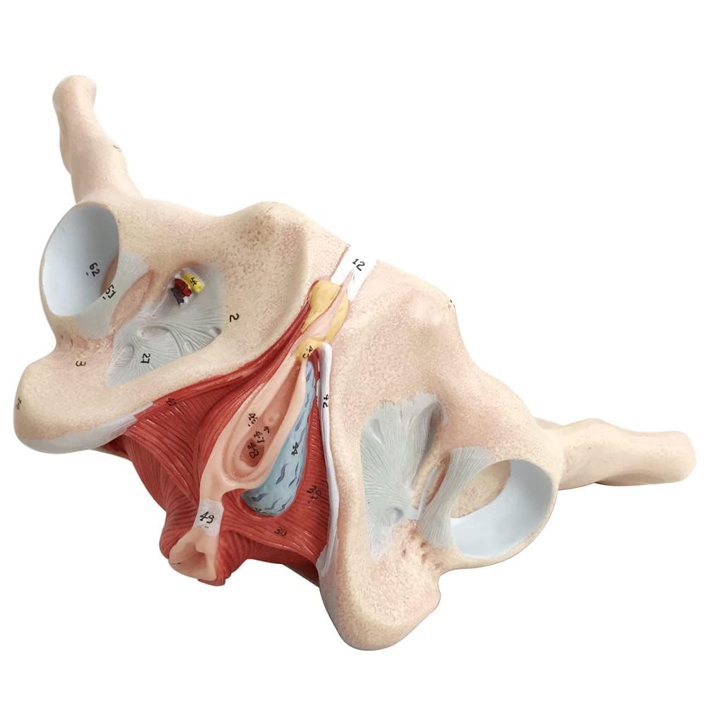 Model dna miednicy naturalnej wielkości, miednica żeńska z mięśniami dna miednicy krocza wszystko w jednym, kobieca anatomia model 1:1 ludzki szkielet do nauczania medycznego