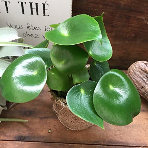 Amazon ペペロミア ジェイド 観葉植物 観葉植物 オンライン通販