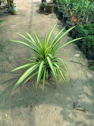 Bedroom Plants Pandanus/Screwpine in 8 Inch Plant Nursery Pot-image-14