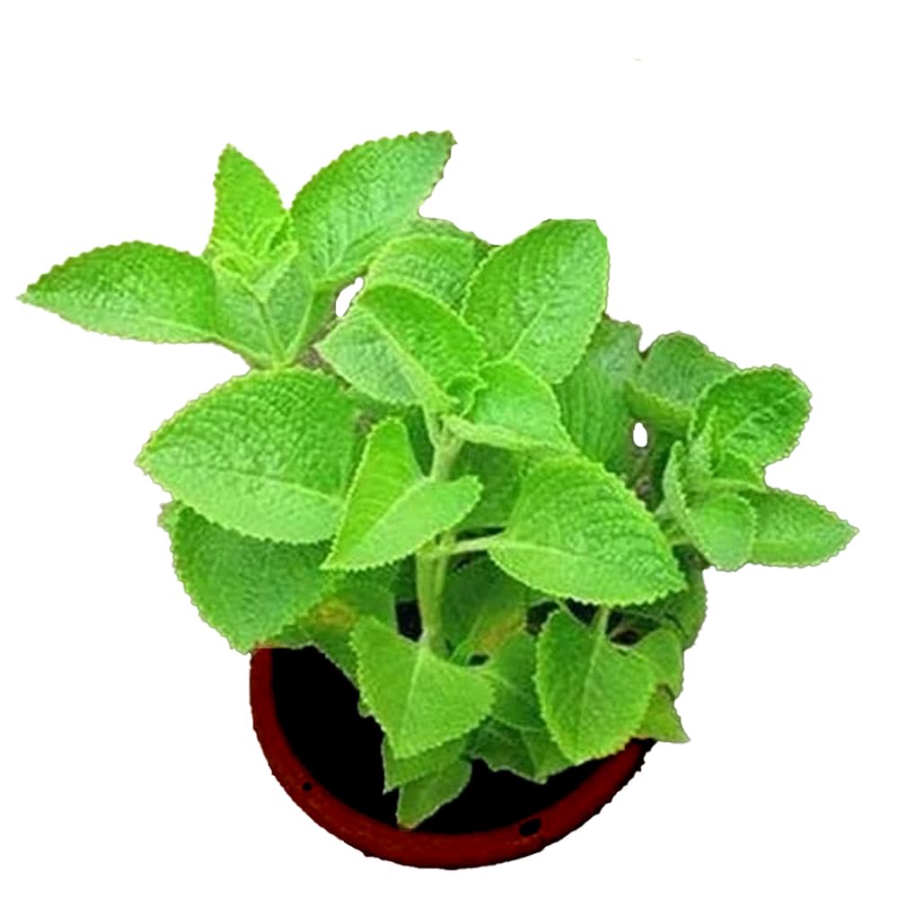 See full amazon price history chart for Mint Ajwain Karpuravalli Leaves Live Plant with pot Mint Ajwain Karpuravalli Leaves Live Plant with pot (B0CYWR71DH) Amazon Price History, Amazon Price Tracker