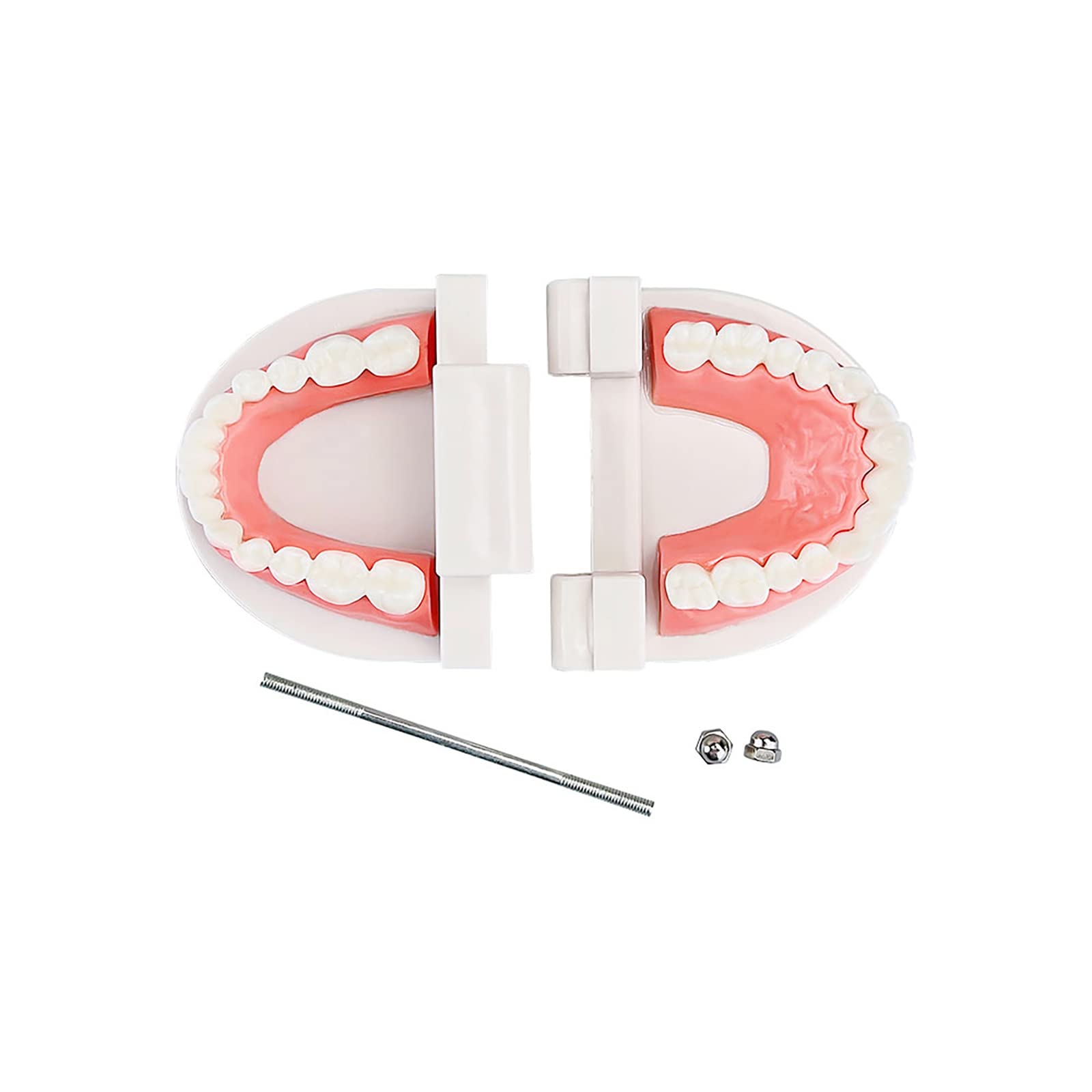 Dental Study Supplies Adult Standard Typodont Teeth Model Without Wisdom Teeth