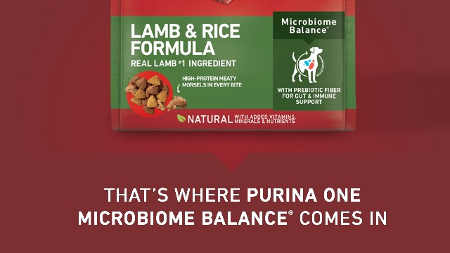 Amazon.com: Purina ONE Dry Dog Food Lamb and Rice Formula - (Pack