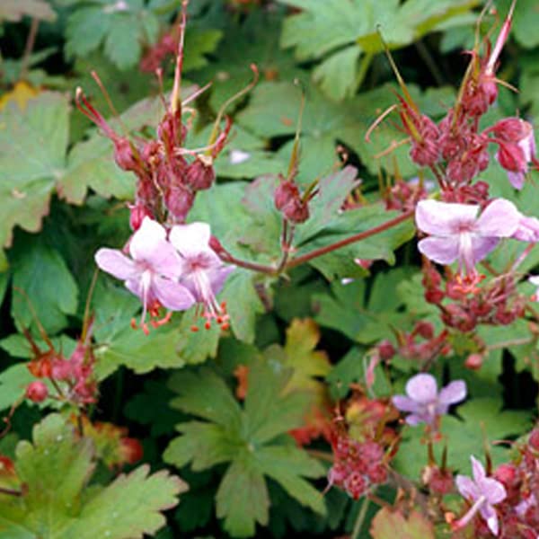 12 unità Geranium Macrorrhizum 'Ingwersen's Variety' - Perenne Rizomatosa Vaso 9x9cm ±1 m² - Geranio con Fiori Rosa Pallido per Giardini