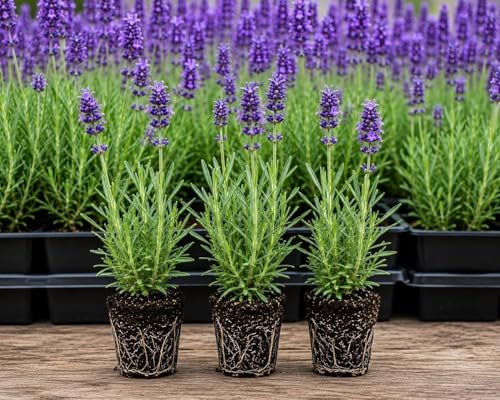Lavender Plant Plugs Live for Planting | Hardy Perennial Lavender Starter Plugs | Fragrant Purple Flower Plants for Gardens Borders & Pollinator Habitats | Live Rooted Lavender Plants (3 Plugs)