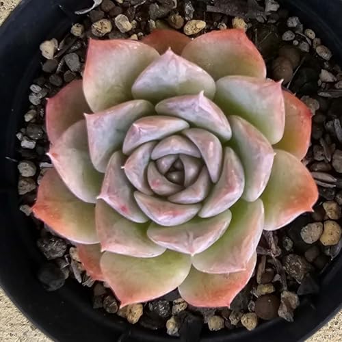 sAu 7.5cm|bg A GPxA Echeveria Y  ϗtA CeAO[ 񂹐A ke 1{ 1
