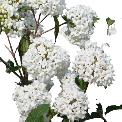 Carlesii Viburnum Shrub – Fragrant Korean Spice Viburnum with White