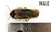Josh's Frogs Adult Male Dubia Roach (10 Count)