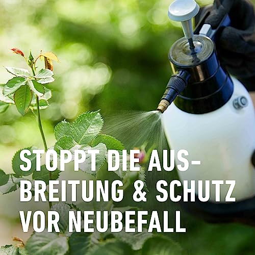 Compo Duaxo Universal Pilz-frei AF, Fungizid, Bekämpfung von Pilzkrankheiten an Zierpflanzen, Gemüse und Kräutern, Anwendungsfertig, 750 ml – Ansicht 6