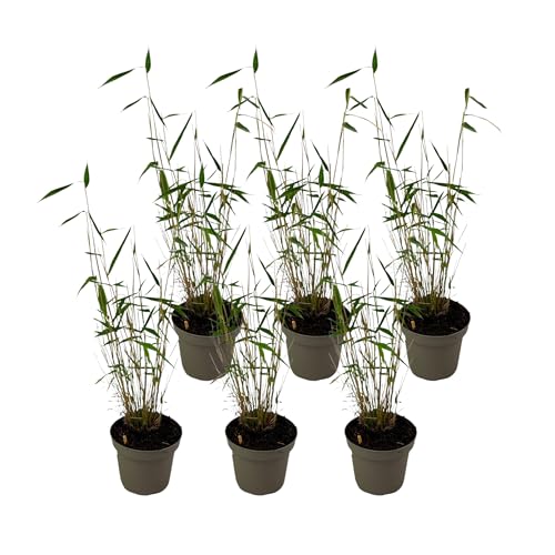 Plant in a Box - Fargesia papyrifera 'Blue Dragon' - Bambou à papier - Jeu de 6 - Pot 13cm - Hauteur 30-40cm