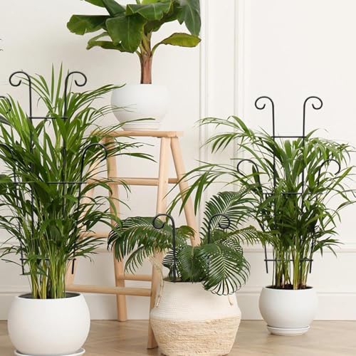 Support de tige réglable pour monstera et lierre grimpant