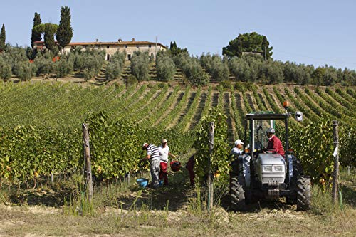 Leonardo Rosso Toscana IGT (1x0.75l)