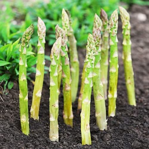 ANTIER ASPARAGUS UC - 157 SEEDS (AVG 10-20) SEEDS X 1 PACKET