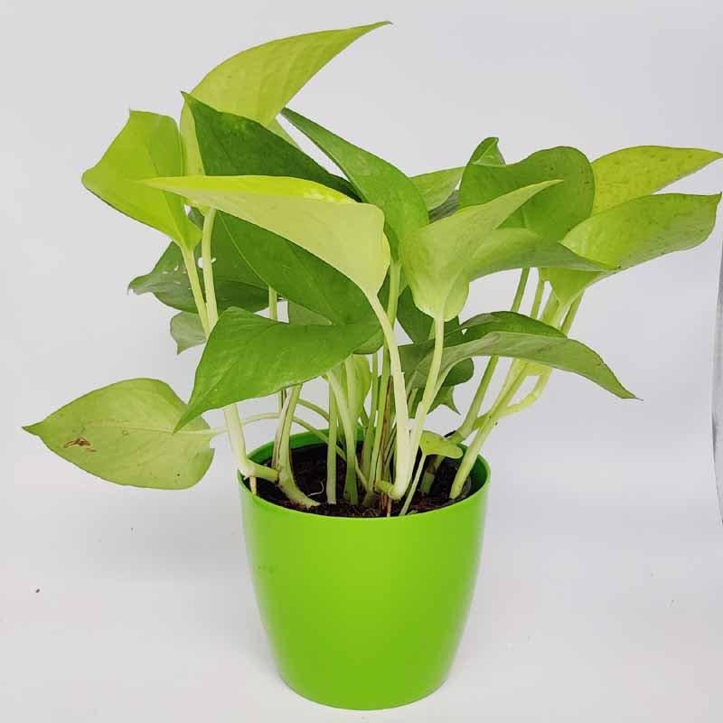 Image of Golden Pothos Money Plant, Live Indoor Air Purifying Plant with White Pot, (Pack of 1).A6