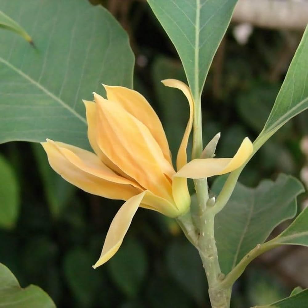 See full amazon price history chart for Sonchafa Flower/swarna flower plant pack of 1 live plant Sonchafa Flower/swarna flower plant pack of 1 live plant (B0CN4YGNYK) Amazon Price History, Amazon Price Tracker