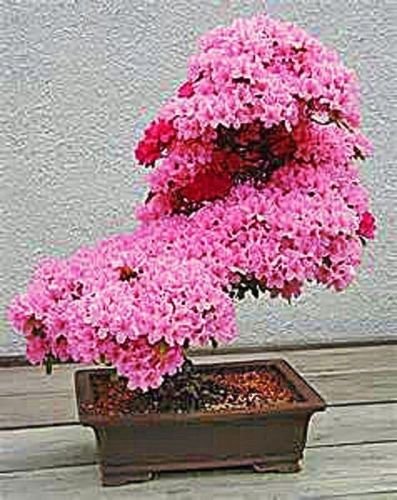 puzzle bonsai Tree Puzzle – Maple Creek Woodworks main image 1