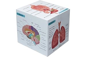 Medical Student Human Anatomy Study Cube