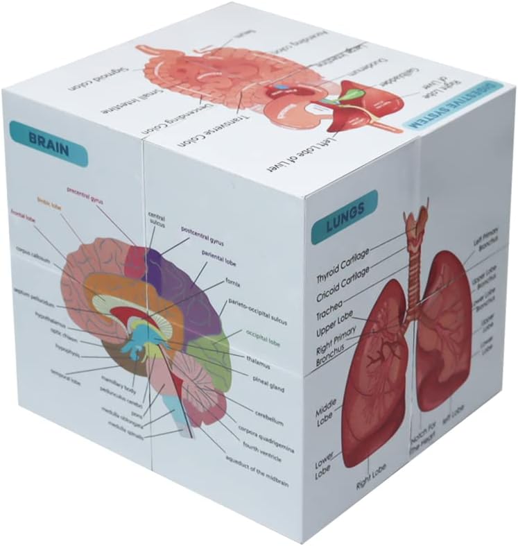 Aliwovo Medical Student Human Anatomy 3.93"Cube Anatomy Poster Set Heart,Brain,Lung,Stomach,Throat,Muscular,Skeletal,Digestive,Circulatory,Gifts For Medical Students, Nurse