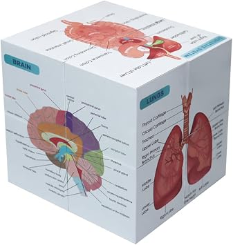 Aliwovo Medical Student Human Anatomy 3.93" Cube Anatomy Poster Set Heart,Brain,Lung,Stomach,Throat,Muscular,Skeletal,Digestive,Circulatory,Gifts For Medical Students, Nurse