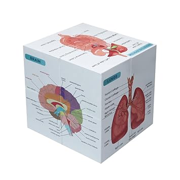 Aliwovo Human Anatomy Study Cube