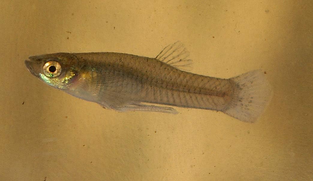 20+ Live Gambusia Mosquito Fish Aquarium Pond Feeder Fish Guppy Pet Guppies Bait (Guaranteed to Have Adult Male and Female!!)