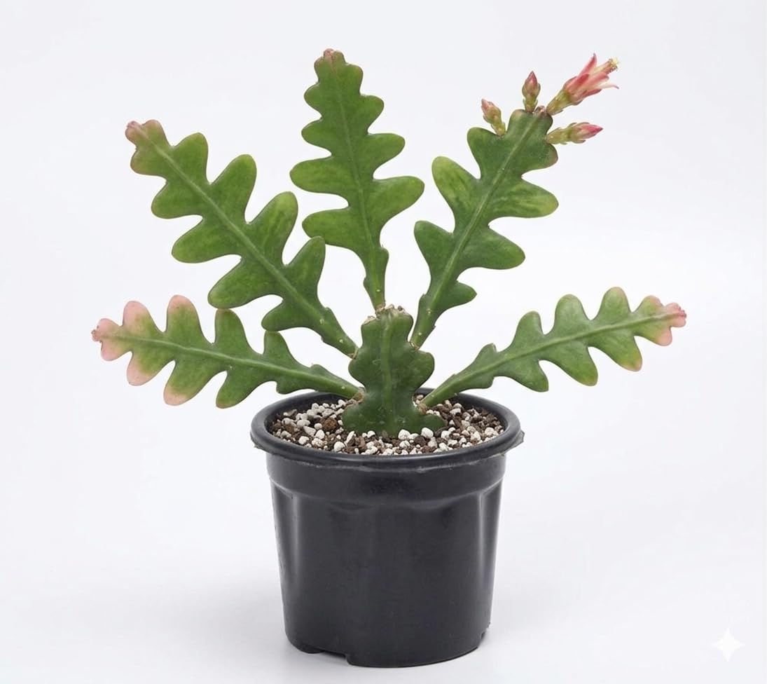 Zig Zag Cactus Plant | Fishbone Cactus Indoor Outdoor Plant | Low Maintenance Succulent for Balcony & Decor-image-11