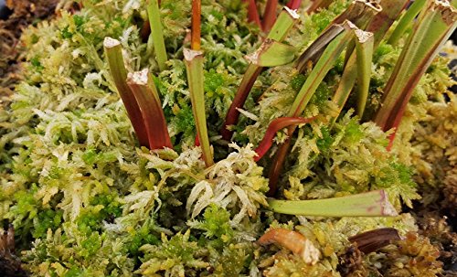 Moos Samen 500 Stück - Sphagnum Moos Für Pflanzen & Aquarium