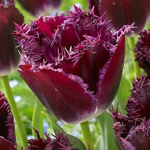 7 x Tulipa Fringed Purple Crystal - Spring Flowering Bulbs �