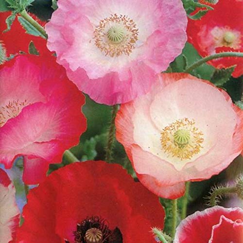 Shirley Single Mix Poppy Flower Seeds For Planting, 3000+ Flower Seeds Per Packet, (Isla's Garden Seeds), Non Gmo & Heirloom Seeds, Scientific Name: Papaver Rhoeas, Great Home Garden Gift #TOP4