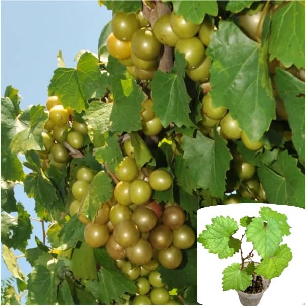Carlos Muscadine Grapes Plant Sweet Grapevine Well Rooteds, Bronz...