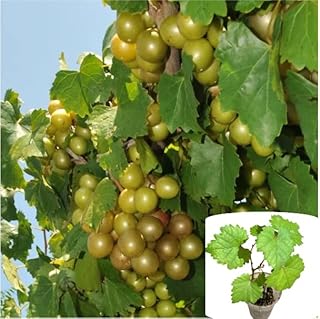 Carlos Muscadine Grapes Plant Sweet Grapevine Well Rooteds, Bronze Scuppernong Grape Vine, Grapefruit Tree 4-6 Inch Tall
