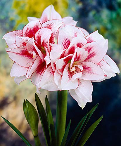 Portal Cool Rara Amarilis Flores Rosa Blanco 100 piezas casera de las semillas decoraciÃu00b3n del jardÃu00adn Bloom BalcÃu00b3n