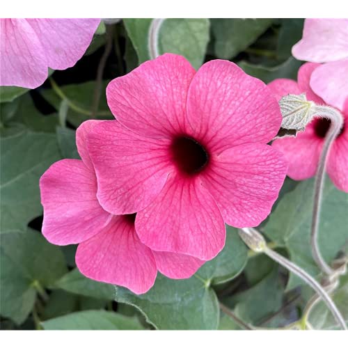 Schwarzäugige Susanne 'Rose Sensation' - Thunbergia alata 'Sunny Susy® Rose Sensation' Cover