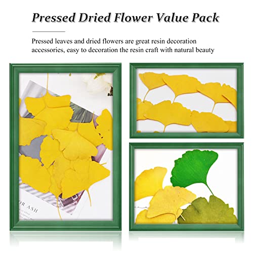 Hojas secas de Ginkgo para manualidades 42 piezas miniatura 7