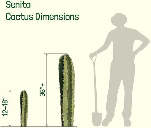 Miniatura 7 de Cactus Outlet - Senita Live Cactus, plantas de cactus vivas, plantas vivas para uso en interiores y exteriores, 12 a 18 pulgadas